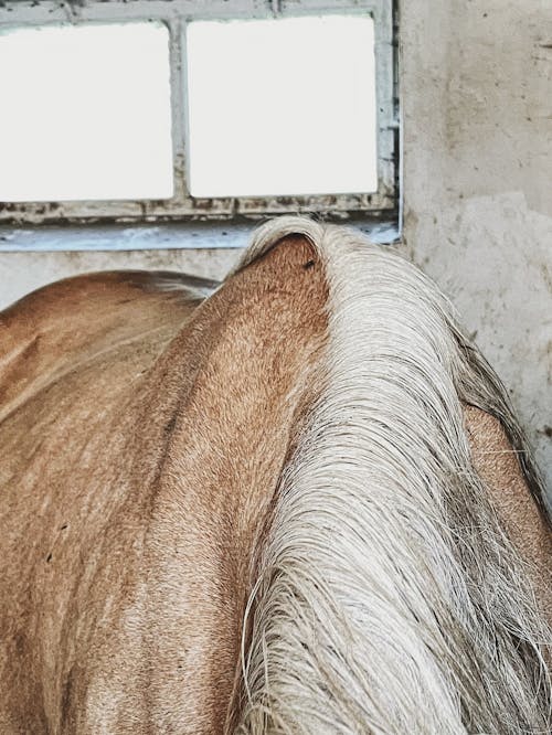 A Close-Up Shot of a the Mane of a Horse