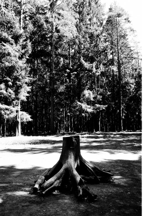 Imagine de stoc gratuită din alb-negru, arbori, buturugă