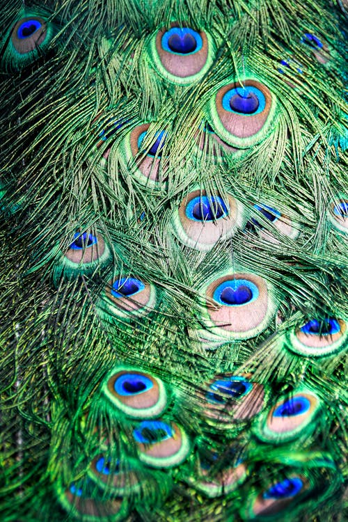 Free Close-Up Shot of Peacock Feathers Stock Photo