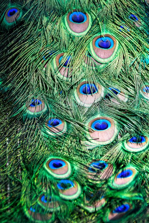 Free Detailed close-up of colorful peacock feathers showcasing their vivid patterns. Stock Photo