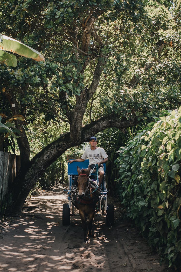 Man On Horse Cart