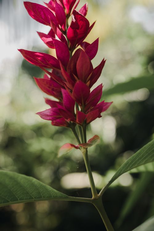 Free Close-up of a red tropical flower with leafy background, highlighting its vivid petals. Stock Photo