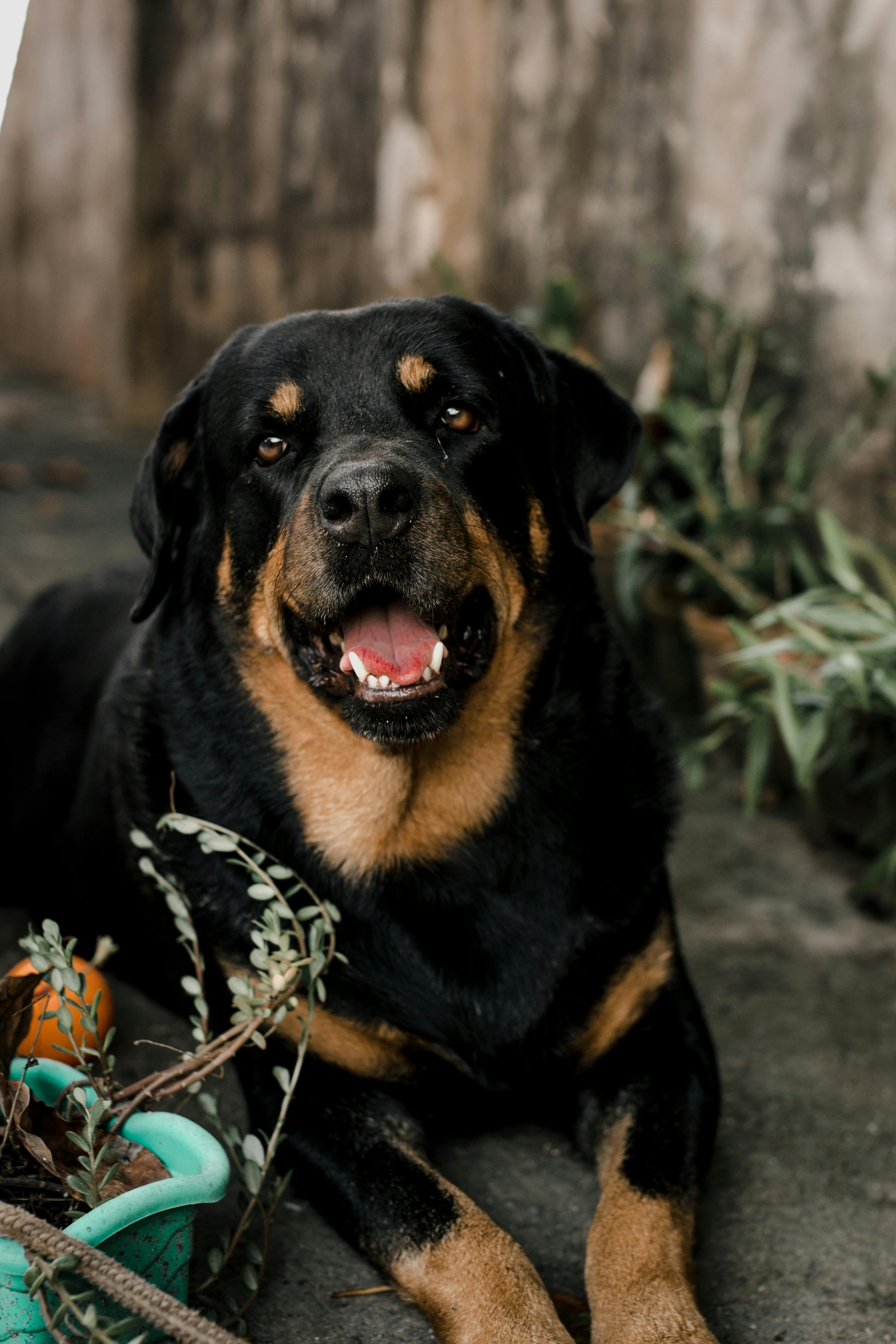 Rottweiler Photos, Download The BEST Free Rottweiler Stock Photos & HD  Images