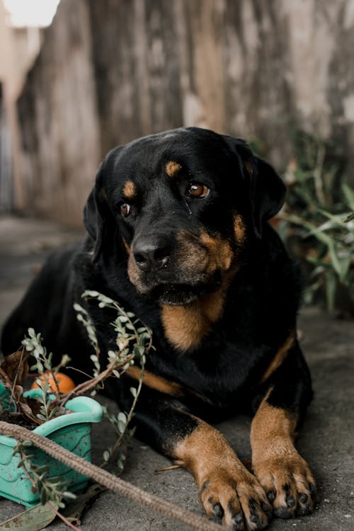 A Rottweiler Puppy 