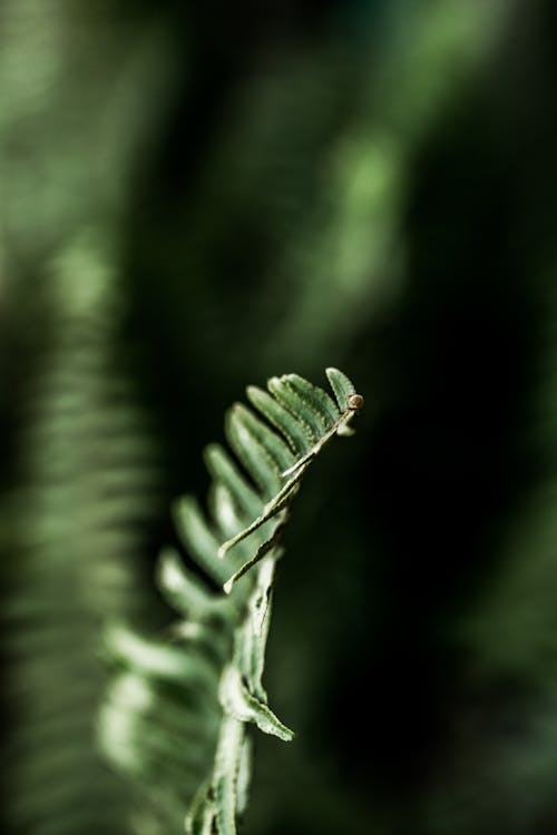 Free Green Plant in Macro Photography Stock Photo