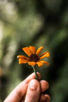 A detailed shot capturing a hand gently holding a vibrant orange flower with blurred green background.