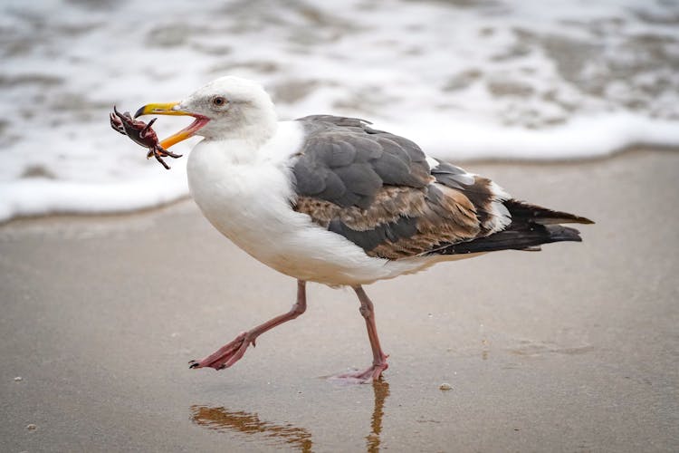 A Seagull Eating A Crab 