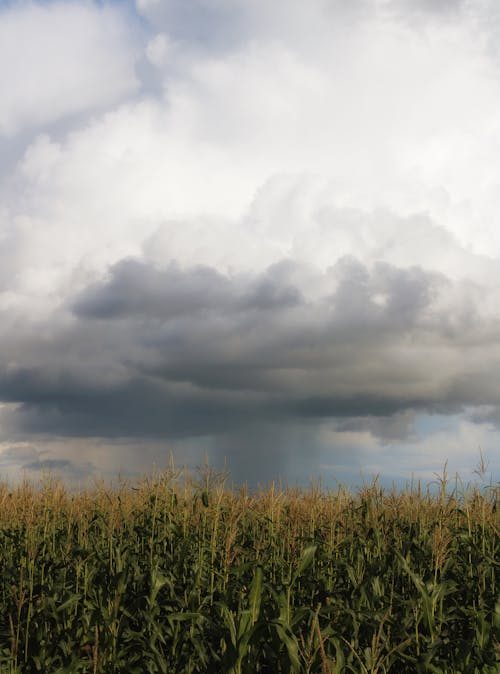 Foto stok gratis bidang pertanian, langit mendung, merapatkan