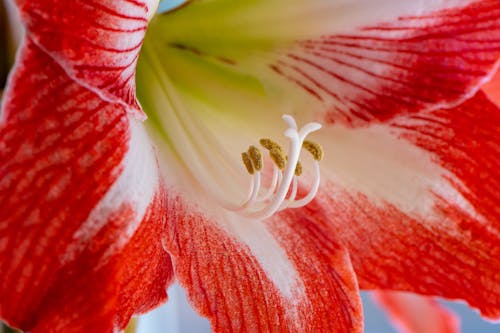 A Close-Up Shot of an Amaryllis Flower