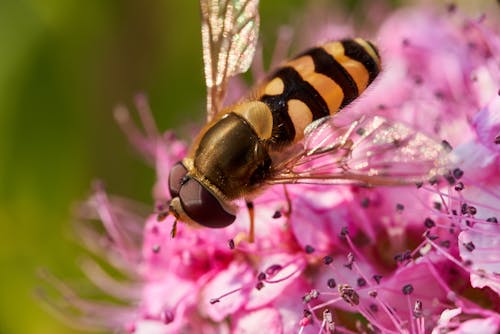 Bee on Purple Flower