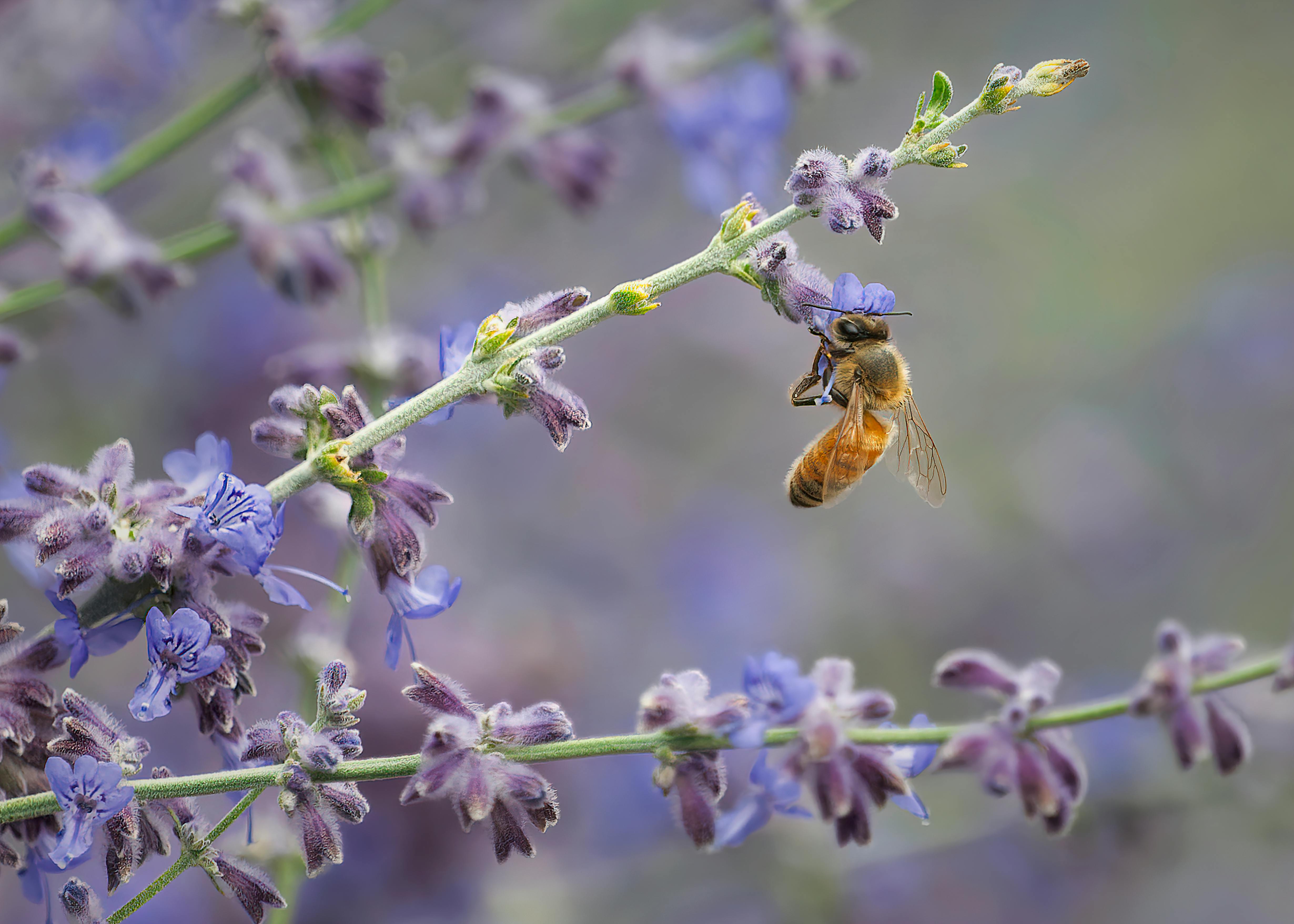 A bee pollinates a lavender flower, showcasing nature's delicate balance and beauty.