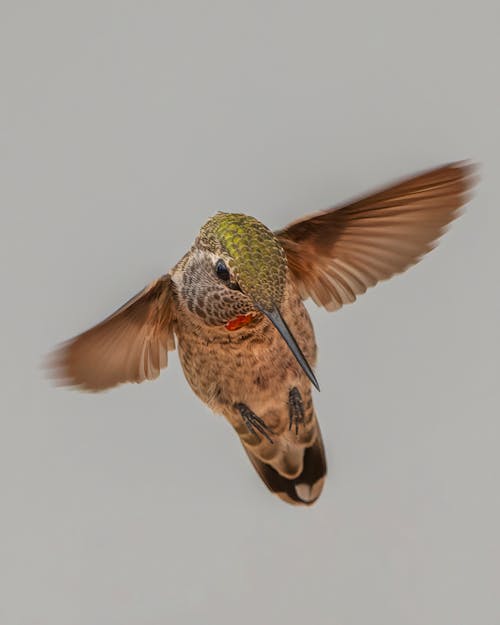 Free Fotos de stock gratuitas de alas, aviar, colibrí Stock Photo