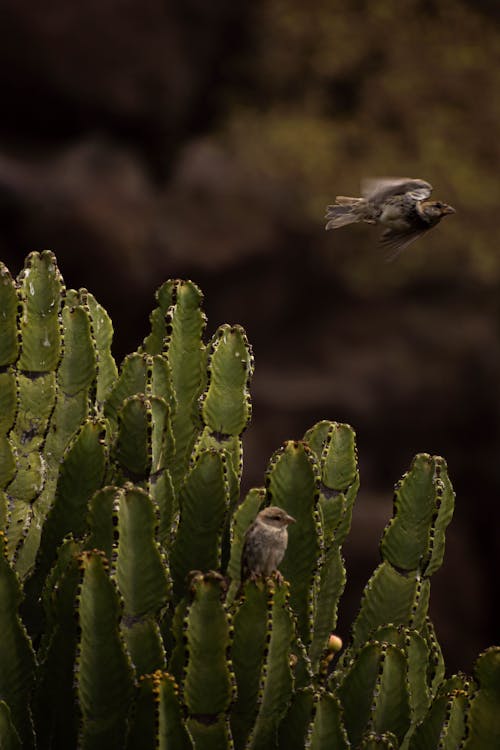 Foto d'estoc gratuïta de cactus, natura, ocells