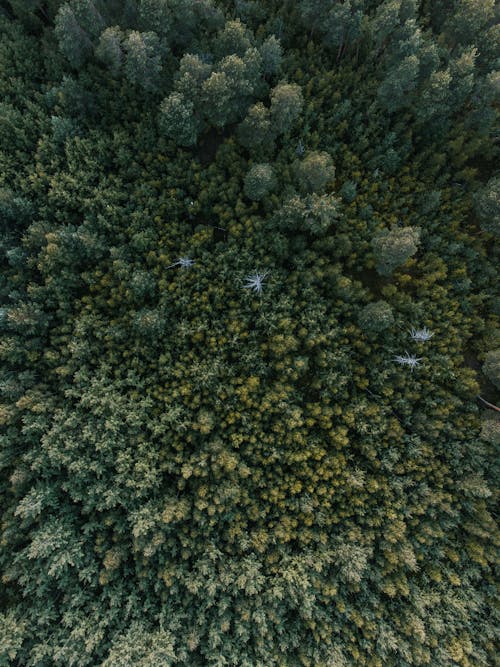 An Aerial Photography of Green Trees in the Forest