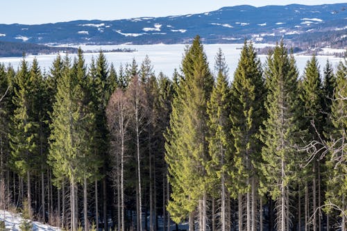 Conifers and Lake