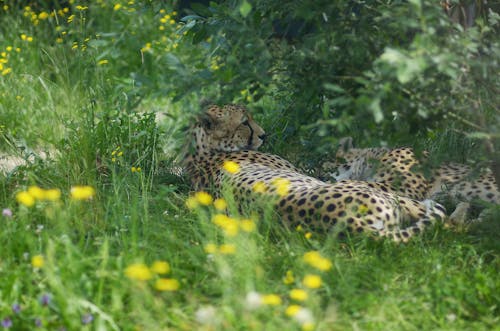 Základová fotografie zdarma na téma divoká kočka, gepard, gepardy