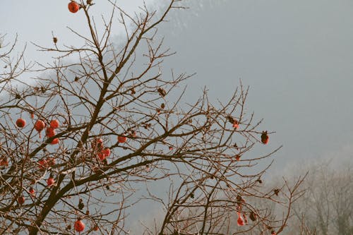 Gratuit Imagine de stoc gratuită din arbore, crengi, în timpul zilei Fotografie de stoc