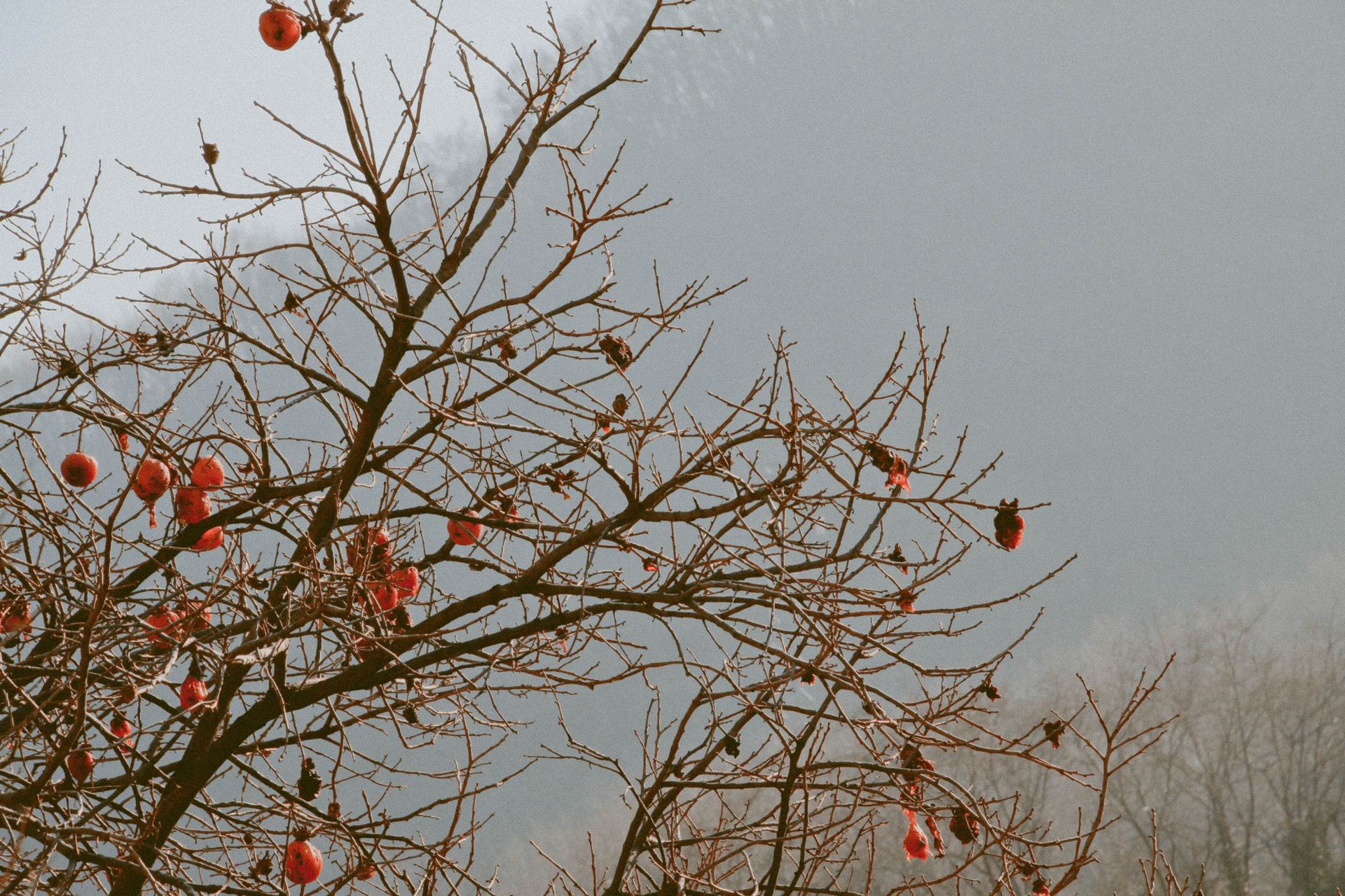 A scenic view of a bare tree with red persimmons against a misty winter backdrop.