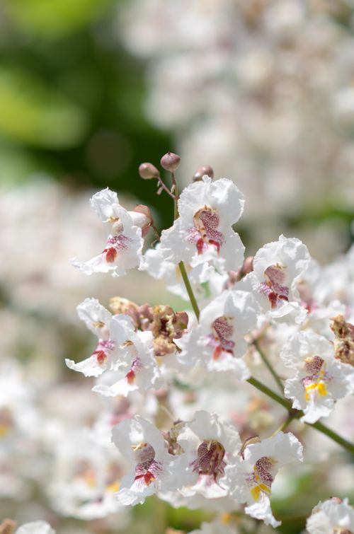 Free Close-up of delicate white Southern Catalpa flowers in full bloom, showcasing nature's beauty. Stock Photo