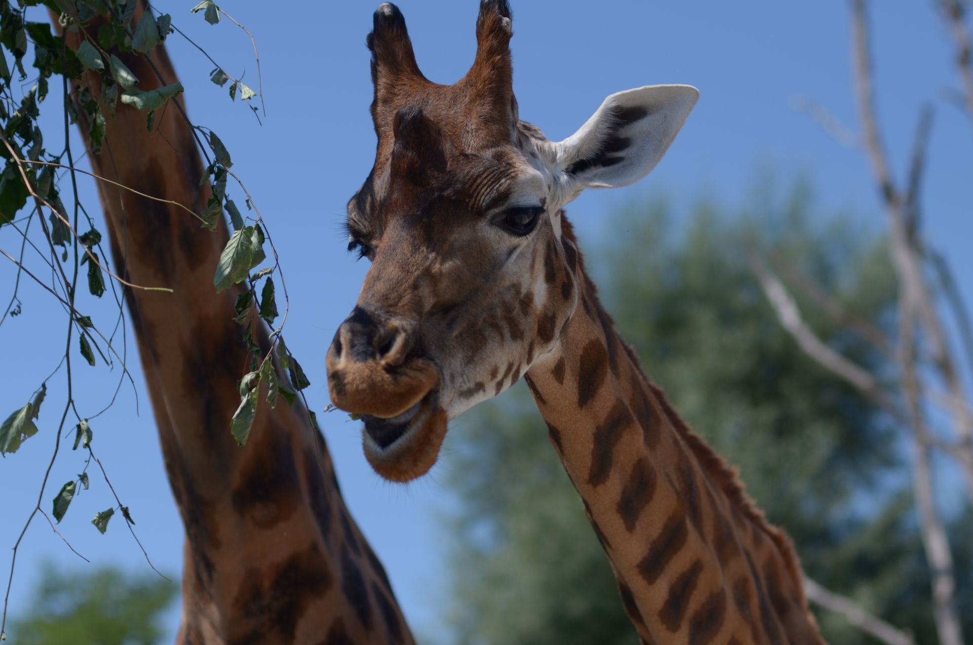 Close-up of a giraffe feeding on leaves in Rapperswil Zoo, Switzerland, under a clear blue sky.
