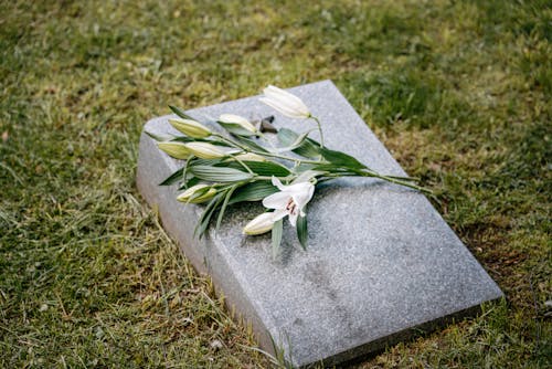 Gratis Immagine gratuita di cimitero, erba verde, fiori bianchi Foto a disposizione