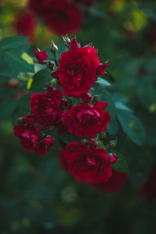Free Close-up of vibrant red roses blooming with lush green leaves in natural sunlight. Stock Photo