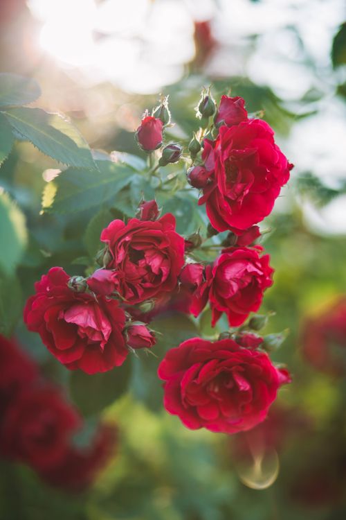 Free Close-up of blooming red roses basking in warm sunlight in a green garden. Stock Photo