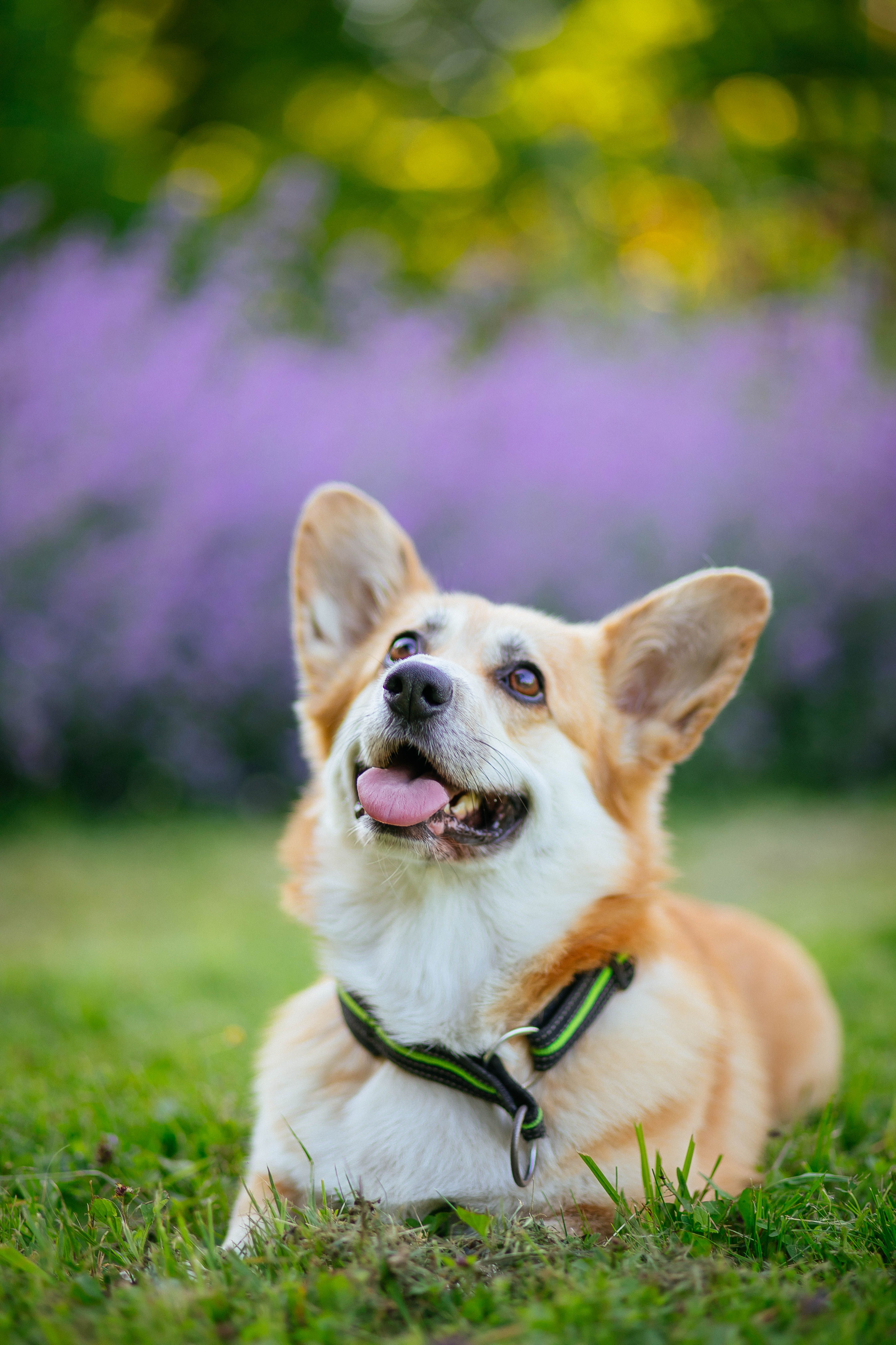 A Cute Dog Standing on a Green Grass Field · Free Stock Photo