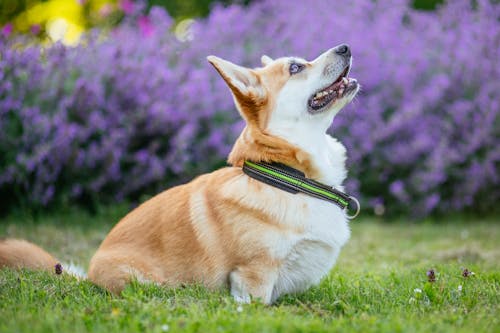 
A Corgi on Grass