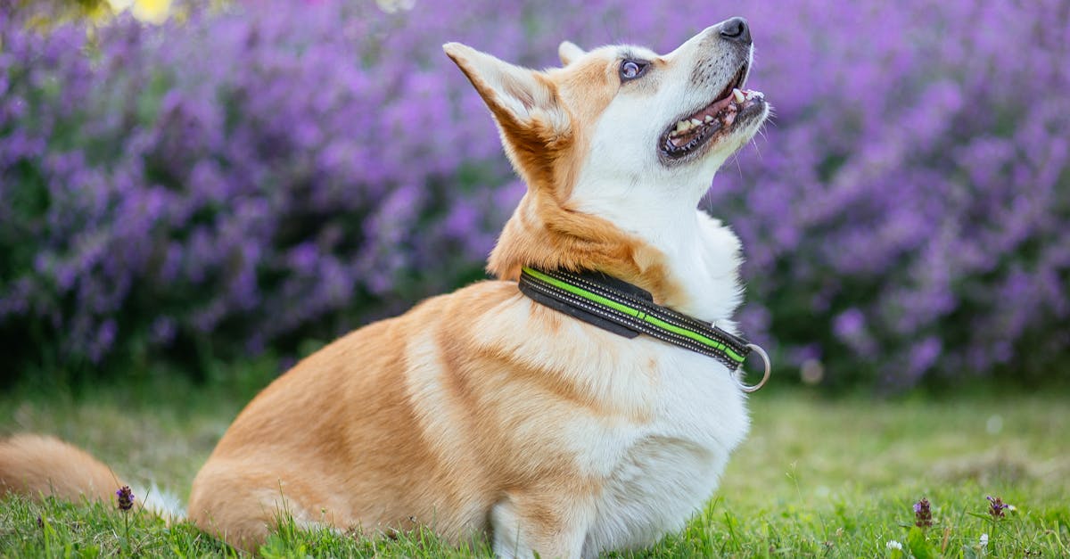 How to make a dog poop