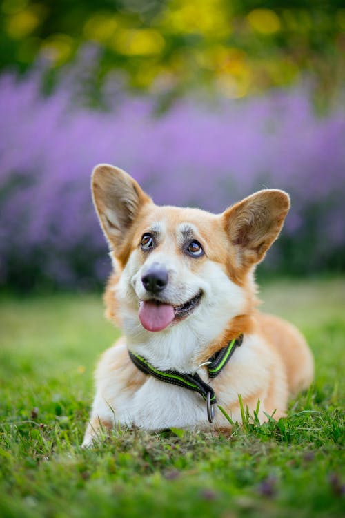 A Cute Corgi Dog Lying on Grass Field