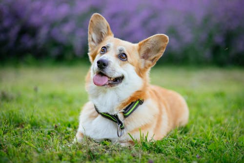 A Corgi Dog Lying on a Grass Field 