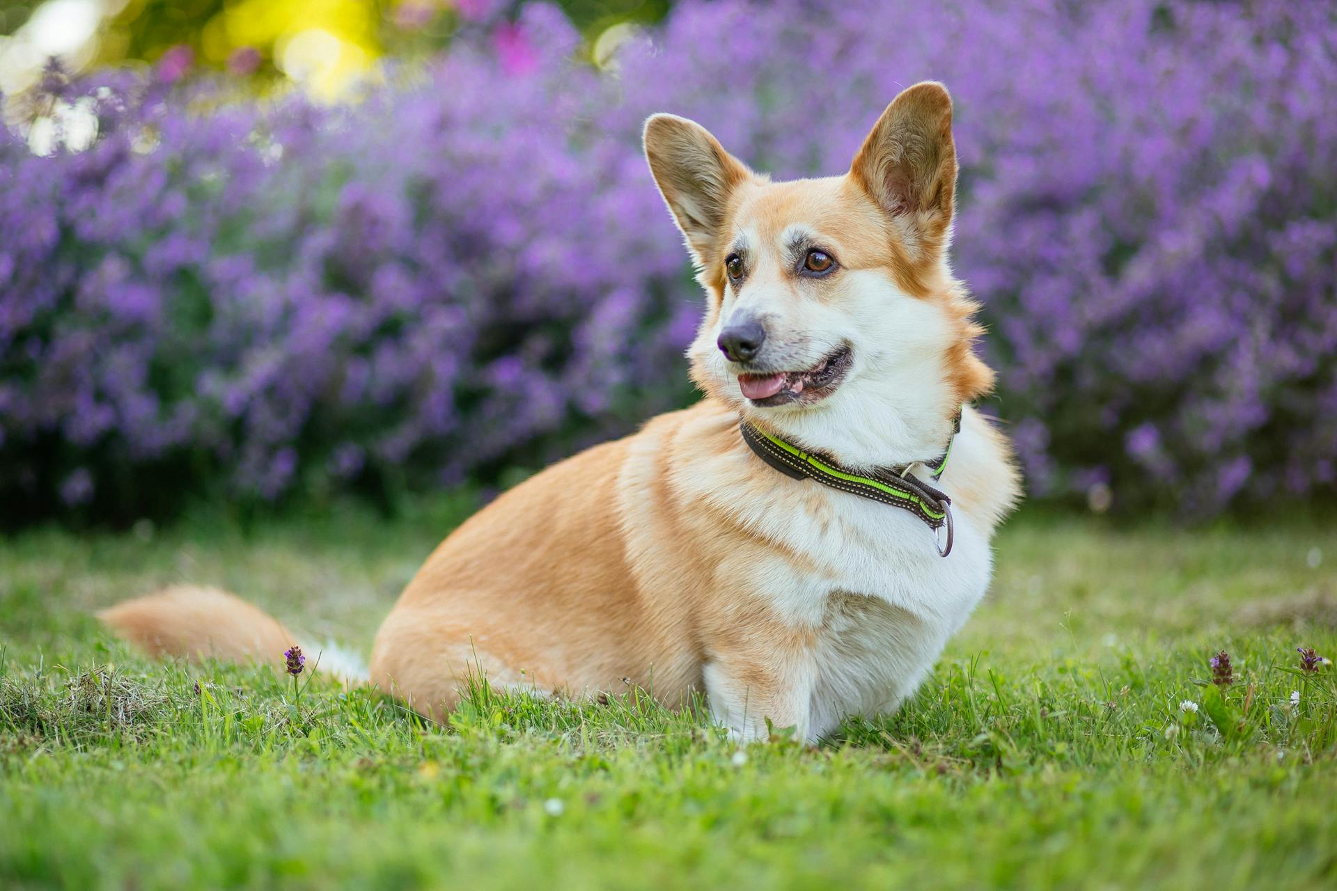 A Corgi on Grass