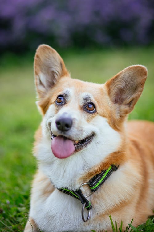 Brown and White Dog on Green Grass