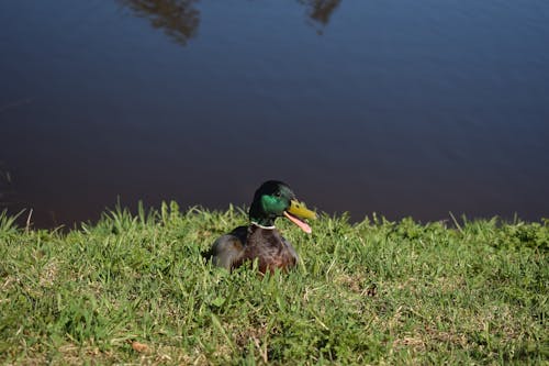 A Mallard Duck Sitting on a Grassy Field