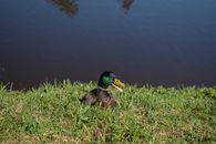 A Mallard Duck Sitting on a Grassy Field