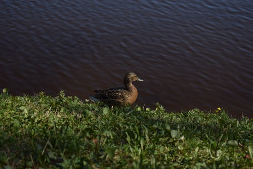 Free A Duck on a Grassy Field  Stock Photo