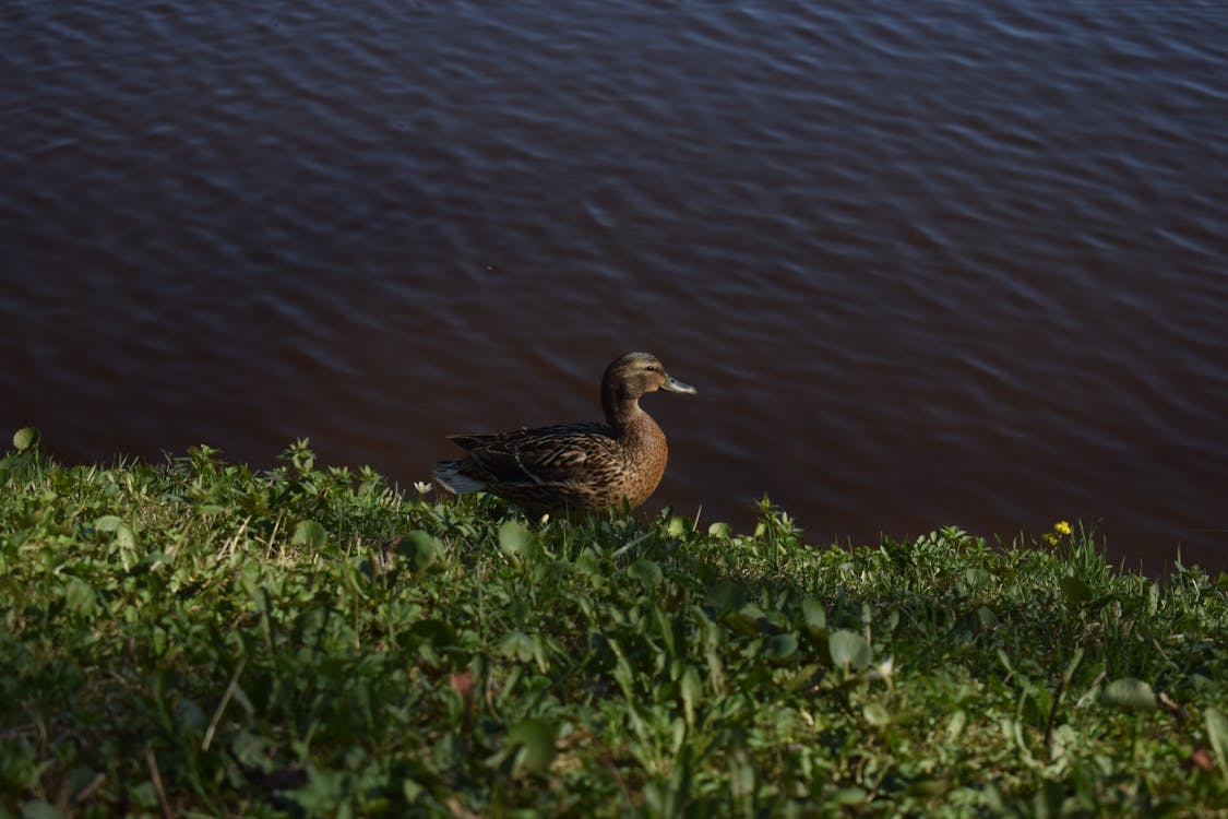 A Duck on a Grassy Field 