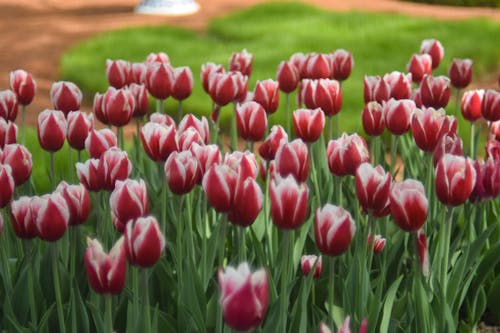 Close-Up Shot of Red Tulips in Bloom