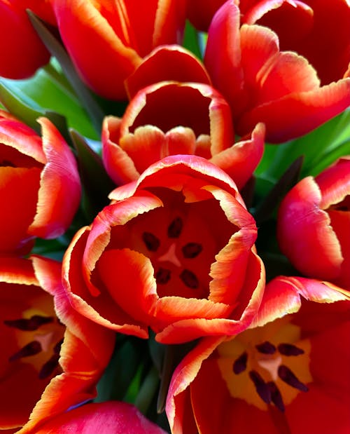 Fotobanka s bezplatnými fotkami na tému červené tulipány, kytica, lupene