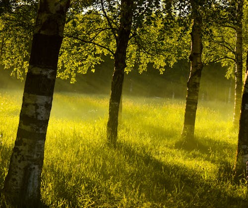 Imagine de stoc gratuită din arbori, ceață, floră