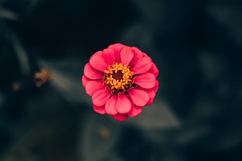 Red Flower in Bloom