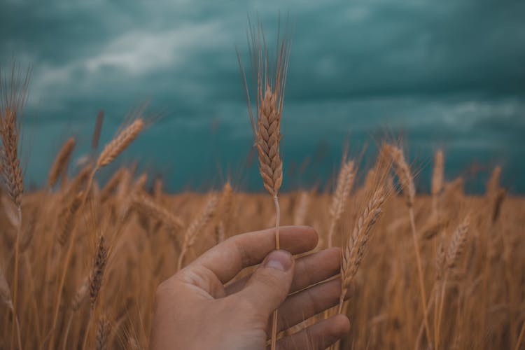 Hand Holding Crop Grain On Field