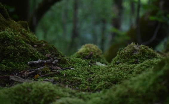 A serene close-up of a moss-covered forest floor, evoking nature's tranquility.