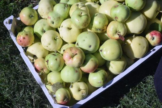 Close-up of fresh green apples in a wooden crate displayed outdoors, showcasing natural produce.