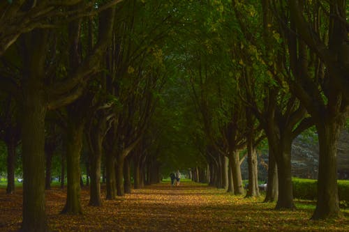 Immagine gratuita di alberi, autunno, cadere