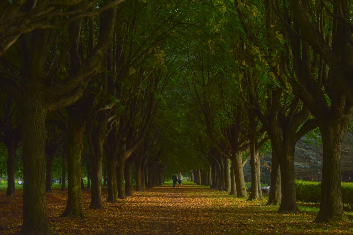 Immagine gratuita di alberi, autunno, cadere