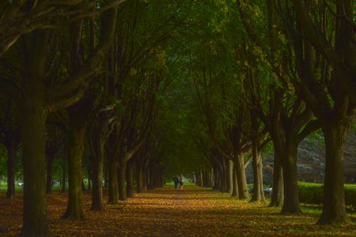 Free Quiet park path with fallen leaves below lush green trees, perfect for a peaceful walk. Stock Photo