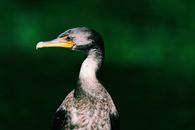 Black and White Duck in Close Up Photography