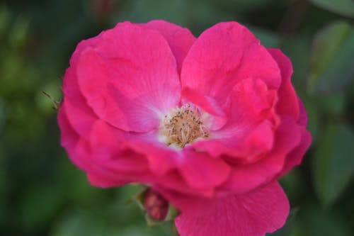 Pink Flower in Bloom